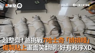 超整齊！爸挑戰7哈士奇「排排睡」 複製貼上畫面笑翻網：好有秩序XD│寵物│狗狗 [upl. by Yovonnda]