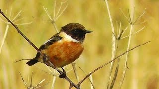 Stonechat Bird at Gunwalloe Church Cove [upl. by Ahsienor]