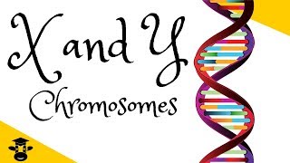 X and Y chromosomes explained [upl. by Terry]