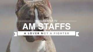 ALL ABOUT AMERICAN STAFFORDSHIRE TERRIERS [upl. by Soneson245]