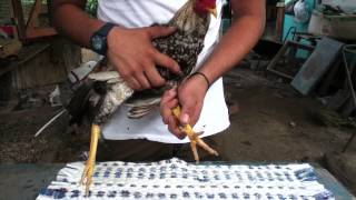 Edad adecuada para descrestar un gallo [upl. by Goggin107]