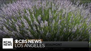 Lavender Festival at 123 Farm  SoCal Spotlight [upl. by Lindley]