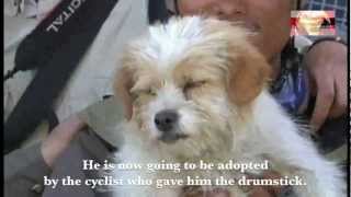 The Epic Journey of Xiao Sa The Homeless Stray Dog who Beat 300 Cyclists in China [upl. by Annadroj]