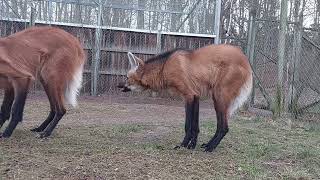 Maned wolves with cub at Nordens Ark [upl. by Namzaj]