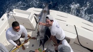 Giant Marlin Wins Bisbees Fishing Tournament  Weigh in [upl. by Sonni]