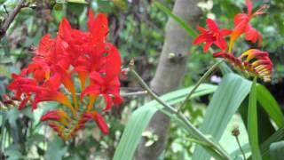 Jardin Retiré BagnolesdelOrne [upl. by Sadiras]