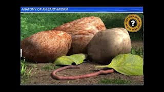 CBSE Class 11 Biology  Anatomy of an Earthworm  By Shiksha House [upl. by Ttej622]