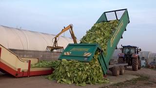 Tobacco Growing and Harvesting in Italy  Coltivazione e raccolta del tabacco in Italia [upl. by Alleinnad476]