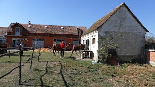 Konjari u Mačvi čuvaju tradiciju domaćeg odgoja  Štala Isaković Metković [upl. by Merriott]