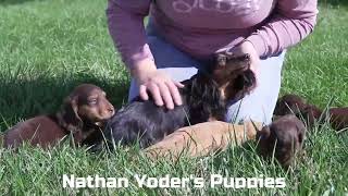 Nathan Yoders Mini Dachshund Puppies [upl. by Peter]