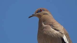 Paloma de alas blancas [upl. by Nibor]