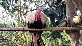 Hoabachthuy đang phát trực tiếpUnique longtailed ornamental chicken in the world of baby chickens [upl. by Aneelas]