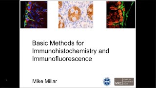 Basic Methods for Immunohistochemistry and Immunofurescence [upl. by Sualkin]