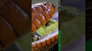 Caiman Lizard 🦎 eating shorts youtubeshorts viralvideo viralshort [upl. by Amleht]