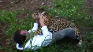 Jaguar Attack [upl. by Yttam]