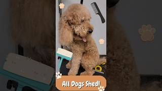 All dogs shed dog doodle minidoodle goldendoodle petgrooming doggroomingforbeginners pets [upl. by O'Connor540]