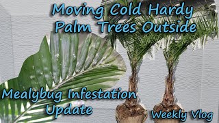 Mealybug Infestation  Moving Hardy Palm Trees Outside  Lowes Spring Plants [upl. by Howarth916]