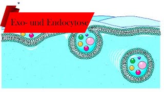 Exo und Endozytose einfach erklärt  Deutsch 🌿 [upl. by Norabal]