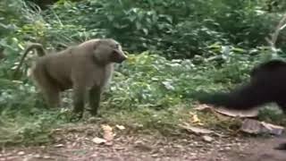 2 Chimpanzees VS Baboon [upl. by Anehsat238]