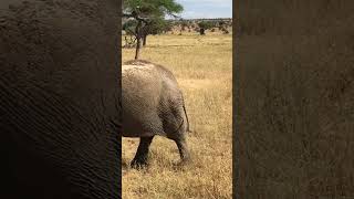 Elephant March in Tarangire National Park [upl. by Ennaeus740]