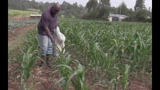 Applying fertilizer on maize How to do the correct timing [upl. by Endora26]