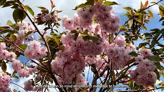 Prunus serrulata Kanzan  Alles over de groei bloei én snoei [upl. by Harrison76]