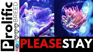 PERFECT FOR ROSE RAINBOW BUBBLE TIP ANEMONE PROPAGATION [upl. by Johnson383]