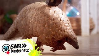 Pangolin Die laufende Kamera  OLIs Wilde Welt  SWR Kindernetz [upl. by Pearla]