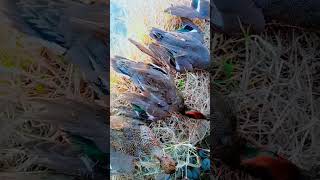 duck hunting in pakistan 2024shorts youtubeshorts [upl. by Kaitlynn]