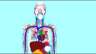 DIGESTIVE ENZYMES LIPASES 1 [upl. by Enixam]