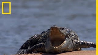 Requinbouledogue vs crocodile [upl. by Tiphane]