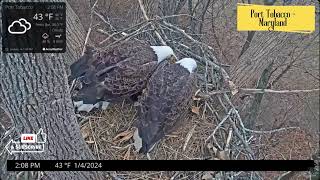 Nest CheckIn Watch For Highlights From These Eagle Nests  Coming Soon [upl. by Akela]