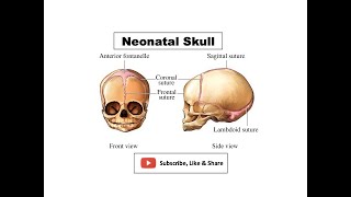 Neonatal Skull  Features Fontanelles amp its importance Growth of the skull [upl. by Locklin]