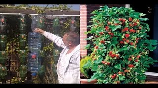 Idea genial para cultivar fresas en botella de plástico en forma de pirámide [upl. by Naillig882]