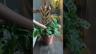 Plant Expert Spills My Top Secrets Monstera Adansoni [upl. by Camden]