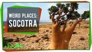 Weird Places Socotra [upl. by Lodge]