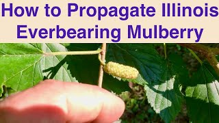 How to Propagate Illinois Everbearing Mulberry [upl. by Ulland]