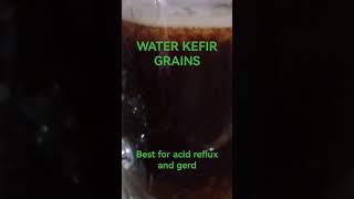 Water kefir grains cured my acid reflux  gerd [upl. by Charmine137]