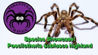 Species Showcase  Poecilotheria subfusca highland [upl. by Darb202]