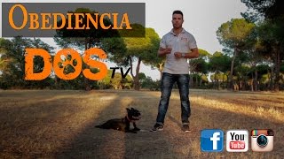 ADIESTRAMIENTO CANINO  Entrenamiento de Obediencia iniciación [upl. by Ymaj130]