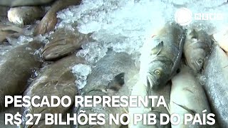 Cadeia do pescado representa R 27 bilhões no PIB [upl. by Isidro939]