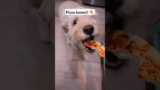 Bear loves pizza bones 🍕🐻 shorts food [upl. by Ahsienad]