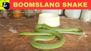 Boomslang Snake Dispholidus typus [upl. by Raddie]