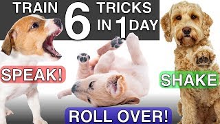 How to Train your Puppy 6 Tricks in 1 Day [upl. by Rodmann]