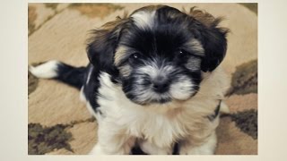 Havanese Puppies Potty Trained 6 Tips To Housetraining a Havanese Housebreaking A Havanese [upl. by O'Neill270]