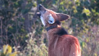 Wild Maned Wolf roarbarking [upl. by Zannini]