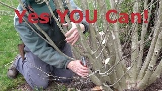 How to Prune Rose of Sharon Hibiscus syriacus [upl. by Barboza]