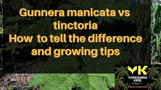 Gunnera manicata vs tinctoriaHow to tell the difference between Gunneras and growing tips [upl. by Nanine951]