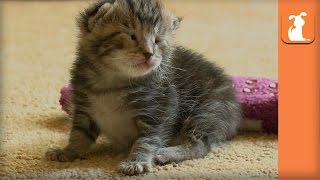 Helpless 8 Day Old Kitten Rescued From High Kill Shelter [upl. by Daniel]