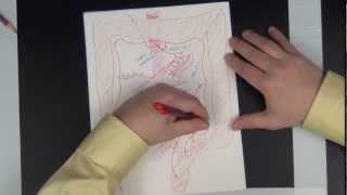 Gross anatomy of the vessels of the Abdomen  drawing the abdominal vessels [upl. by Eimmis]